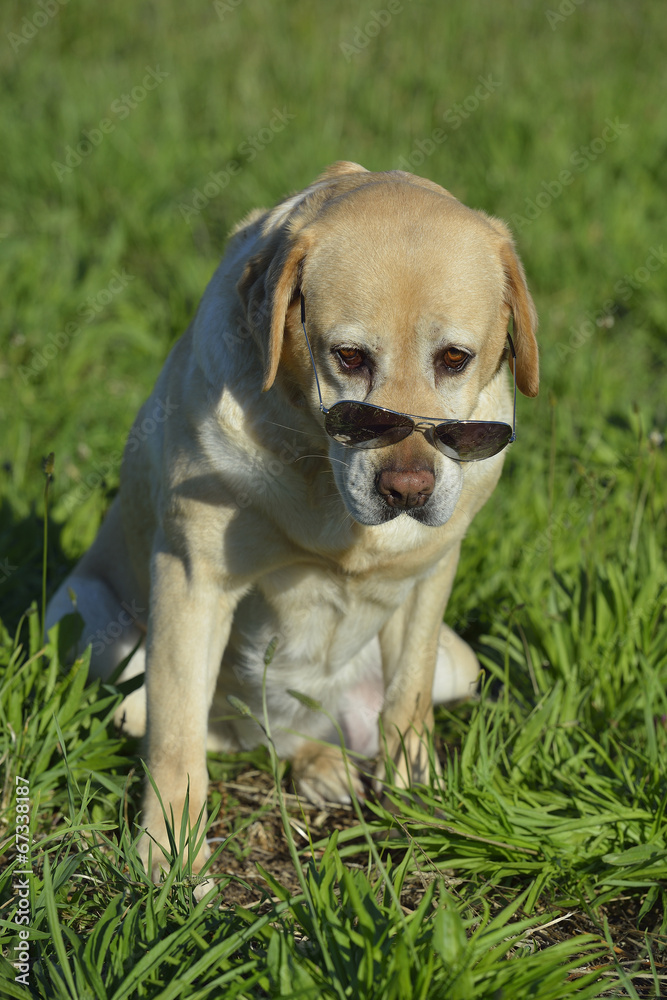 Nice Labrador retriever in the meadow with sunglasses
