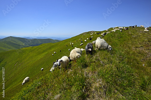 Herd of Sheep