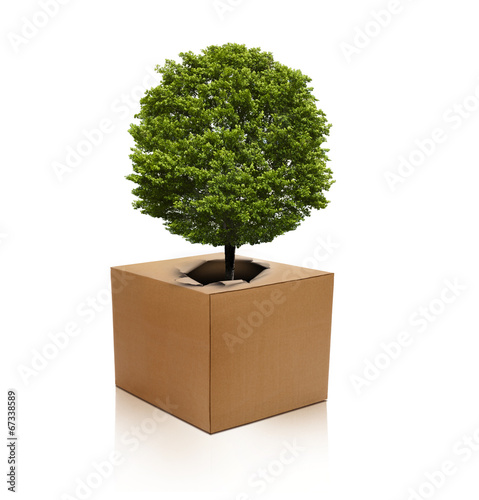 Eiche im Karton