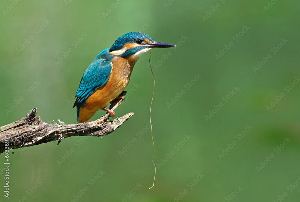 Kingfisher on a branch 10 Kingfisher on a branch 10