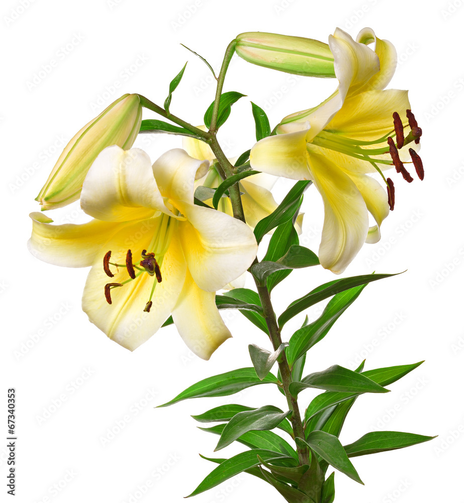 flowers lily isolated on white background