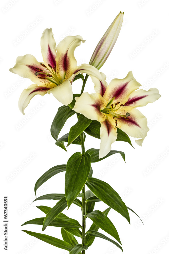 Obraz premium Flowers lily, lat. Lilium Oriental Hybrids, isolated on white ba