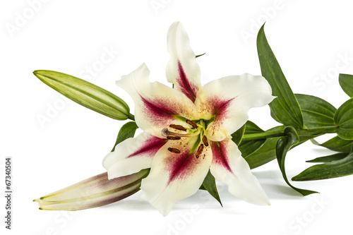 Flowers lily  lat. Lilium Oriental Hybrids  isolated on white ba