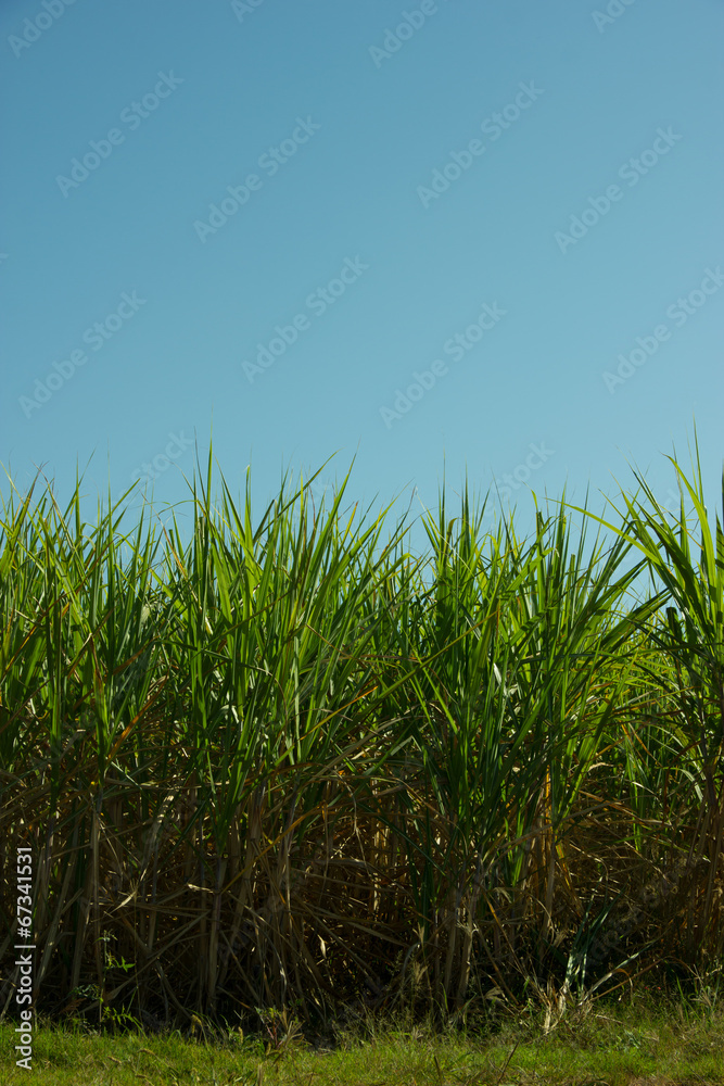 Sugar Cane Plantation