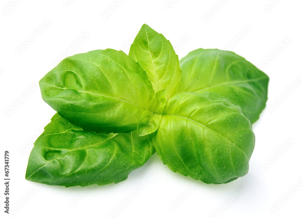 Fresh basil leaves isolated Fresh basil leaves isolated