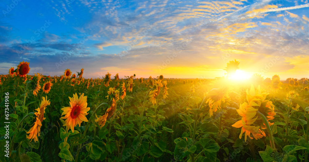 Obraz premium Подсолнечники