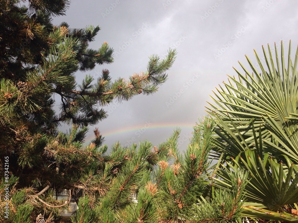 Naklejka premium Rainbow behind the trees