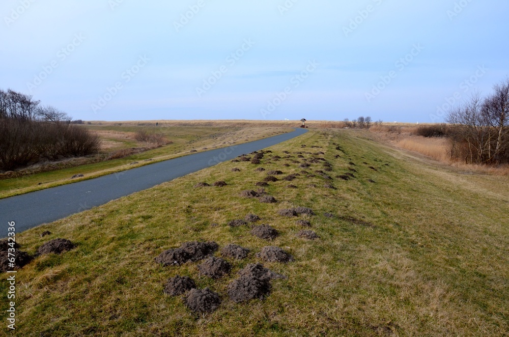 Fototapeta premium Radweg an der Ostseeküste