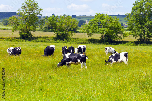 Fototapeta Naklejka Na Ścianę i Meble -  Eating cows in the English countryside