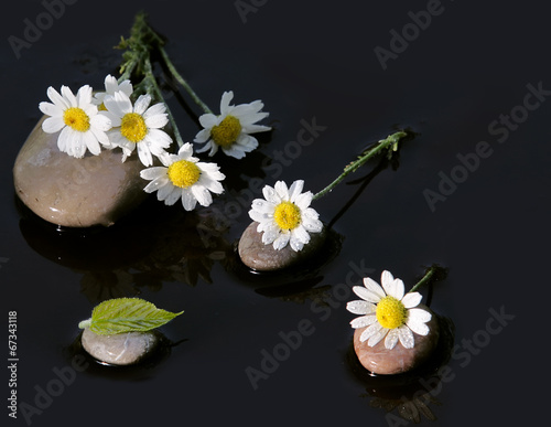Wet camomiles on stones for Spa