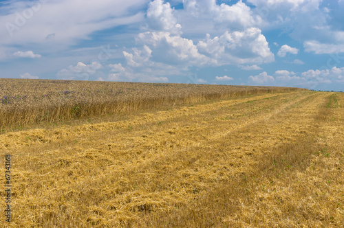 Ukrainian summer landscape with wheat field at harvest time