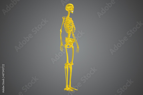 Skeleton