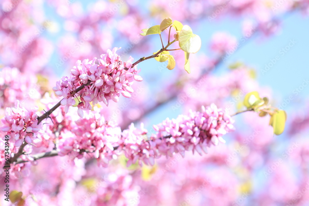 Naklejka premium Judas tree