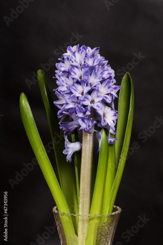 Blue hyacinth on black background