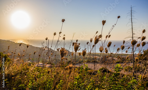 Late summer scene of sea sunset with plants on foreground