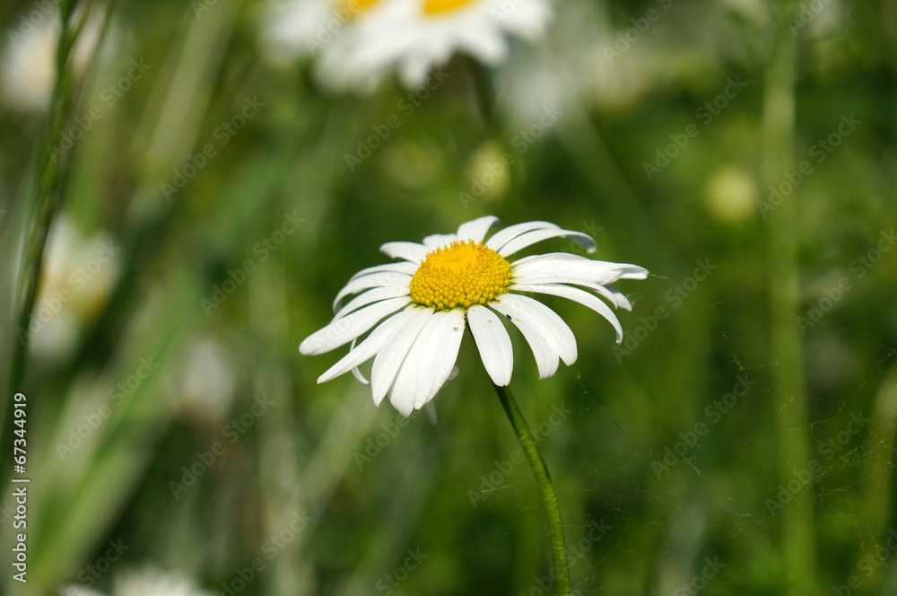 Obraz premium ромашки