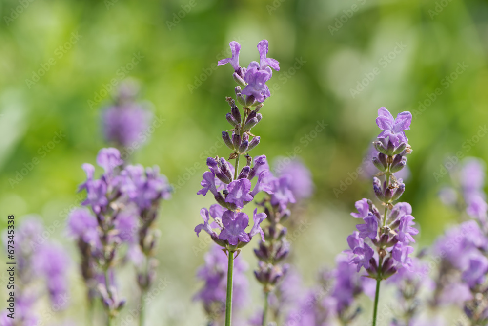 Lavender flowers Lavender flowers