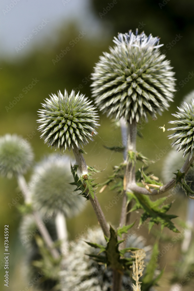 thistle thistle