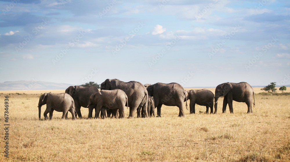Famille éléphants unie