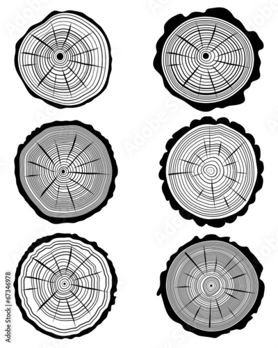 Cross section of the trunk 2, vector illustration