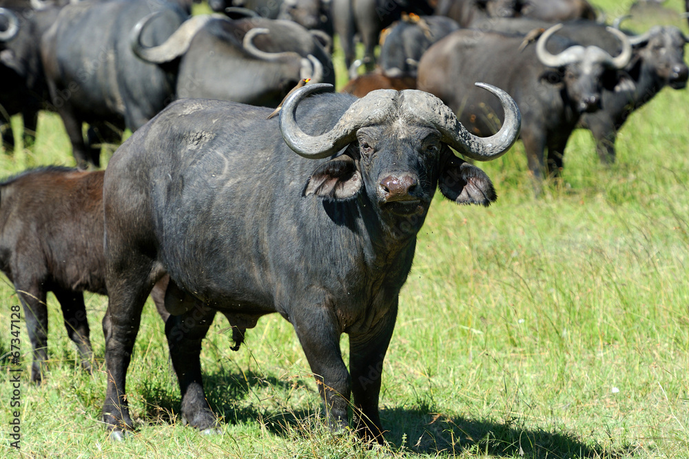 Naklejka premium Buffalo