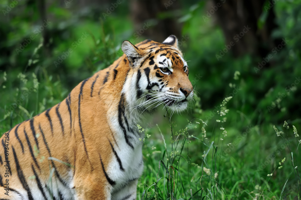Tiger Tiger