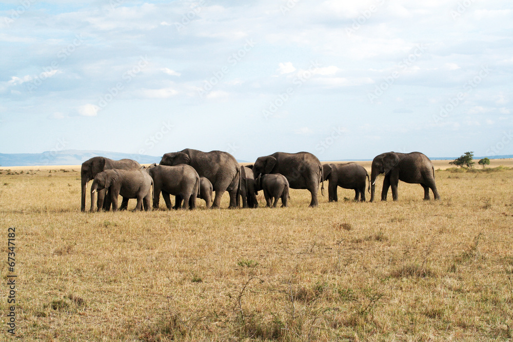 Famille éléphants unis