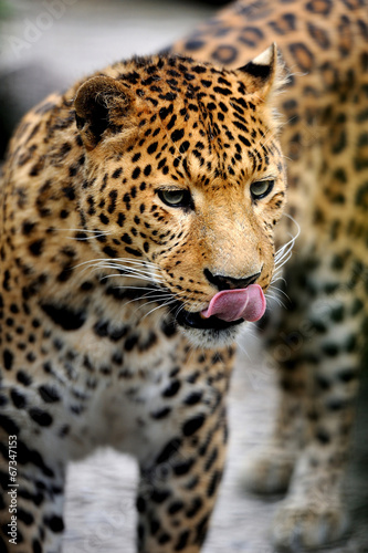 Leopard