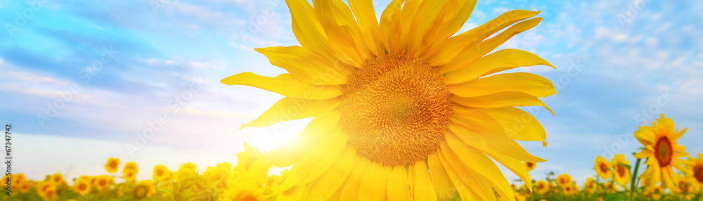 Naklejka premium Sunflower