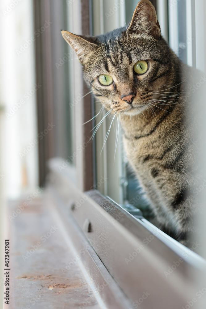 Tabby cat looking through the window