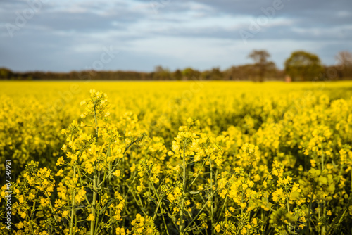 rape field at a day © very_ulissa