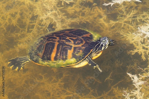 Florida Red-bellied Cooter (Pseudemys Chrysemys nelsoni) photo