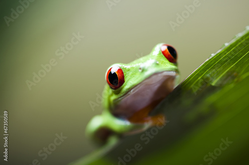 Frog shadow on the leaf  © Sebastian Duda