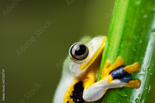 Frog in the jungle