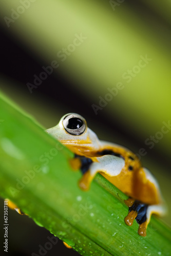 Exotic frog © Sebastian Duda