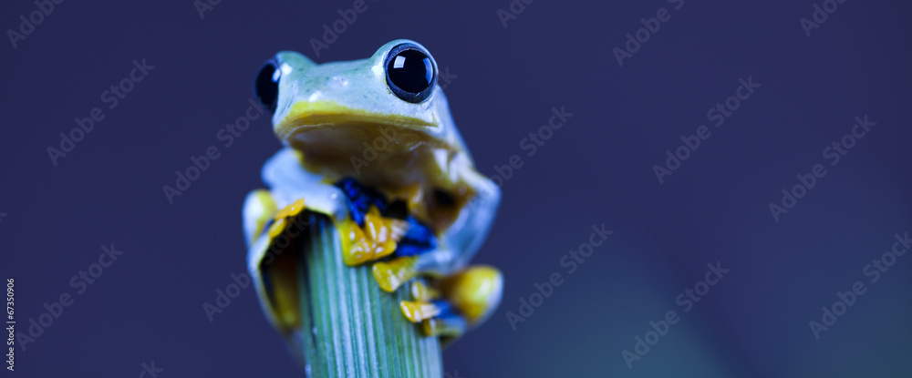 Fototapeta premium Exotic frog in indonesia