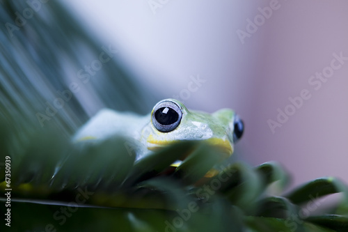 Exotic frog in indonesia © Sebastian Duda