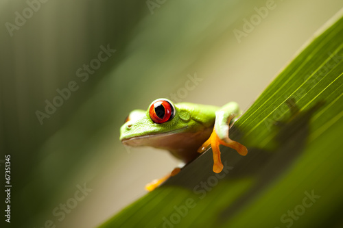 Red eye tree frog on leaf 