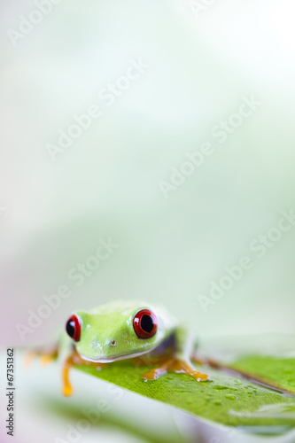 Tree frog