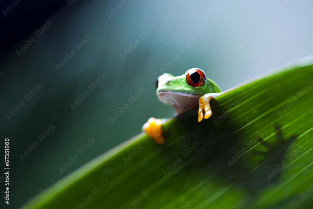 Frog on the leaf  - obrazy, fototapety, plakaty 