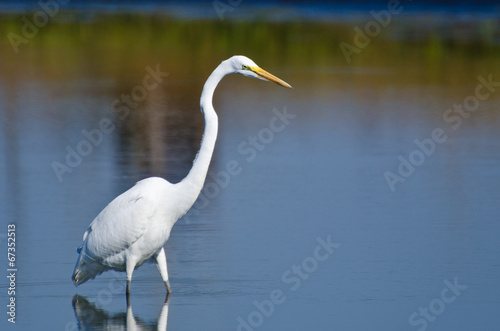 Great Egret Hunting for Fish in Autumn © rck