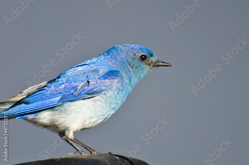 Close Profile of a Male Mountain Bluebird