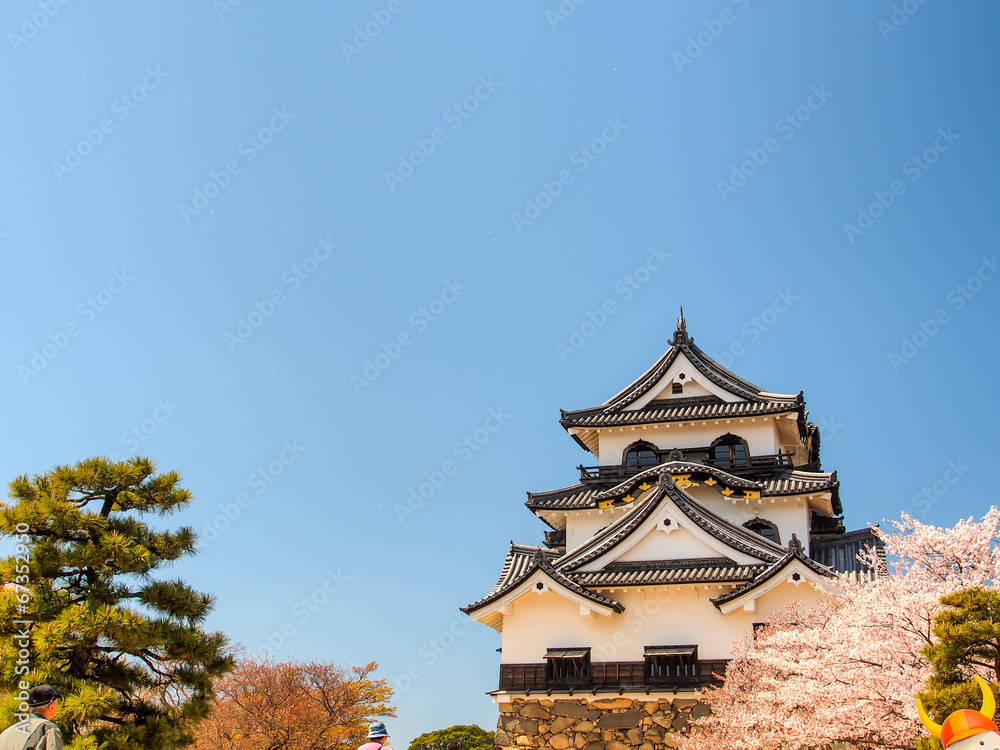 Hikone castle with blue sky in spring season, Hikone, Japan Hikone castle with blue sky in spring season, Hikone, Japan