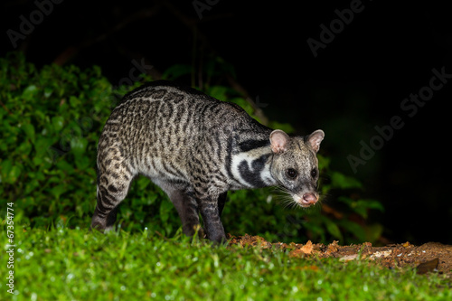 Nocturnal animals Viverra zibetha (Viverra zibetha)