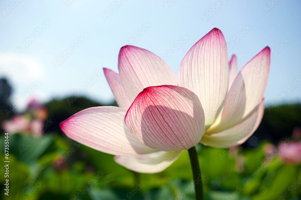 ハスの花 ハスの花