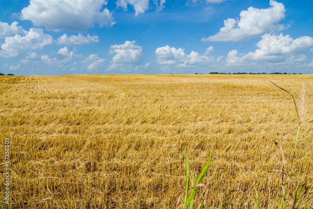 harvest ready farm field with blue sky