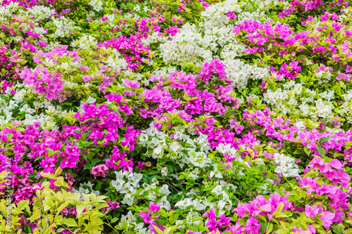Pink and white Bougainvillea flowers