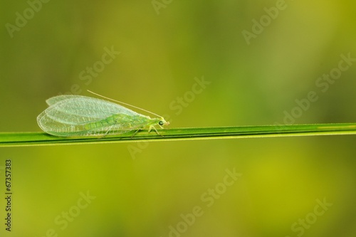 Chrysopa septempunctata photo