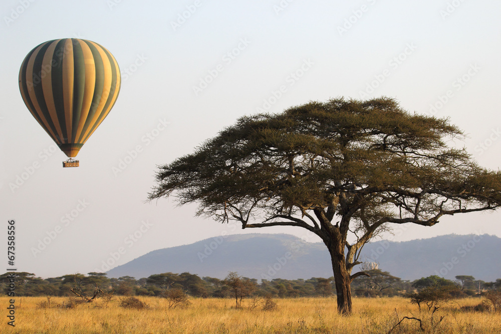 Flying green and yellow balloon near an acacia tree - obrazy, fototapety, plakaty 