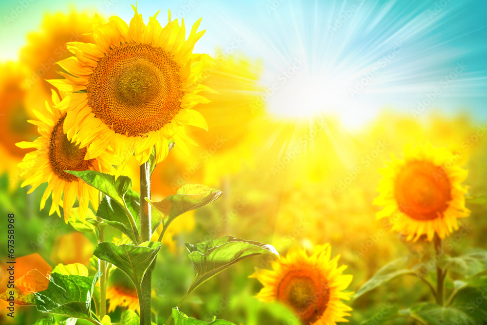 Beautiful sunflower blooming on the field. Growing sunflowers - obrazy, fototapety, plakaty 